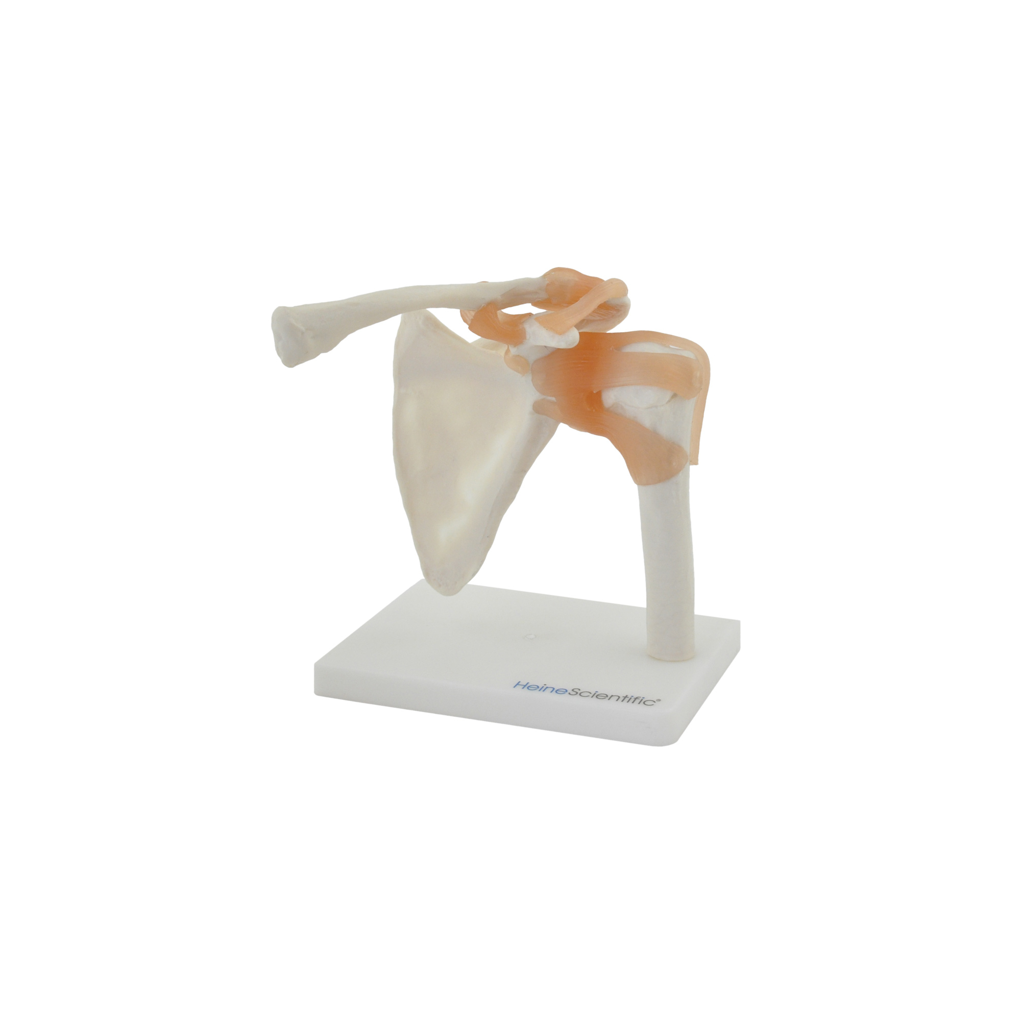 Anatomisches Modell Schultergelenk mit Bändern HeineScientific