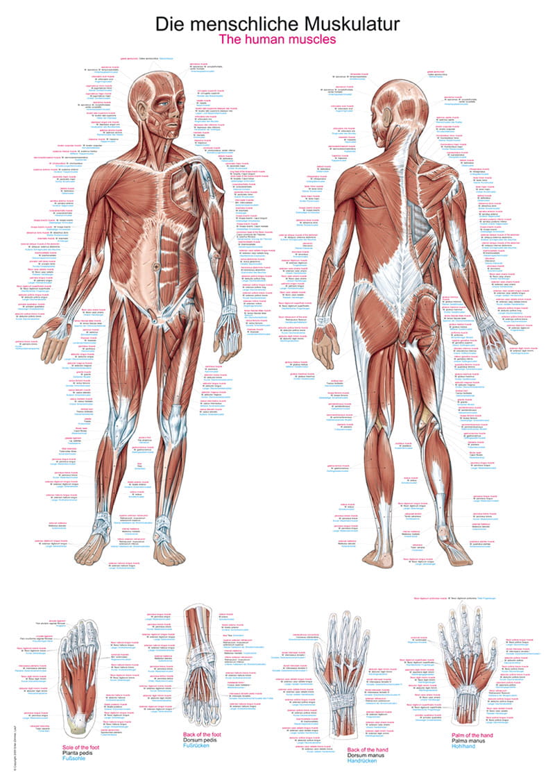 Lehrtafel Die menschliche Muskulatur 70x100cm