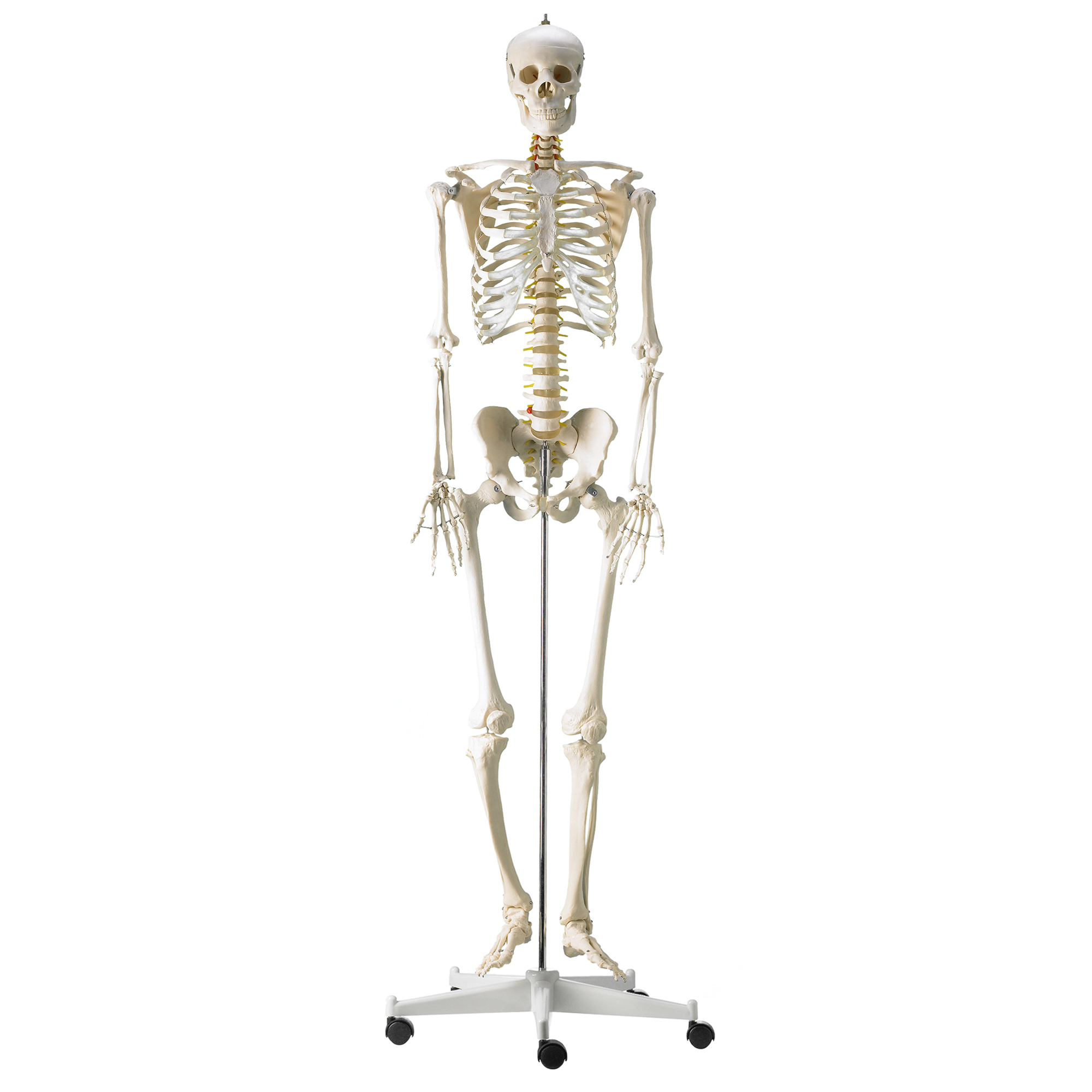 Skelettmodell mit flexibler Bandscheibe Lebensgroß HeineScientific 
