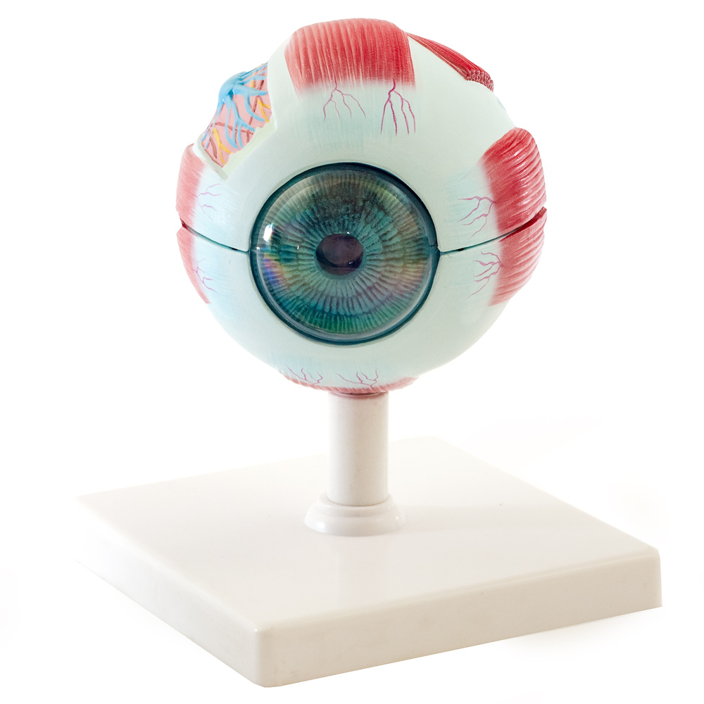 Anatomisches Augenmodell 3-fach vergrößert mit Muskelansatzen und Sehnerv HeineScientific