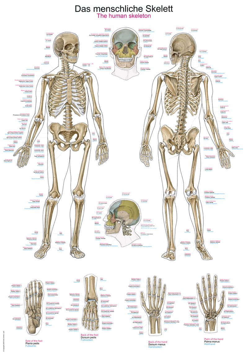 Lehrtafel  Das menschliche Skelett 50x70cm
