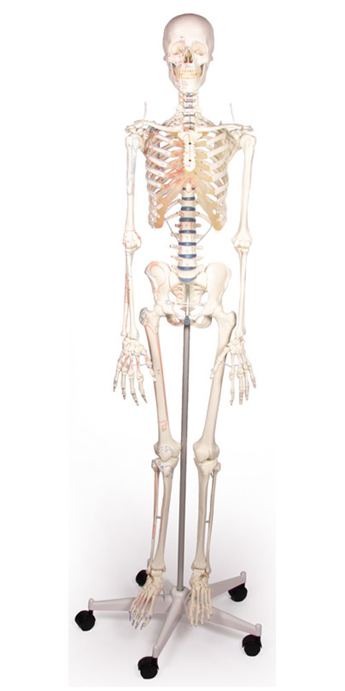Skelett „Arnold“ mit Muskelmarkierungen
